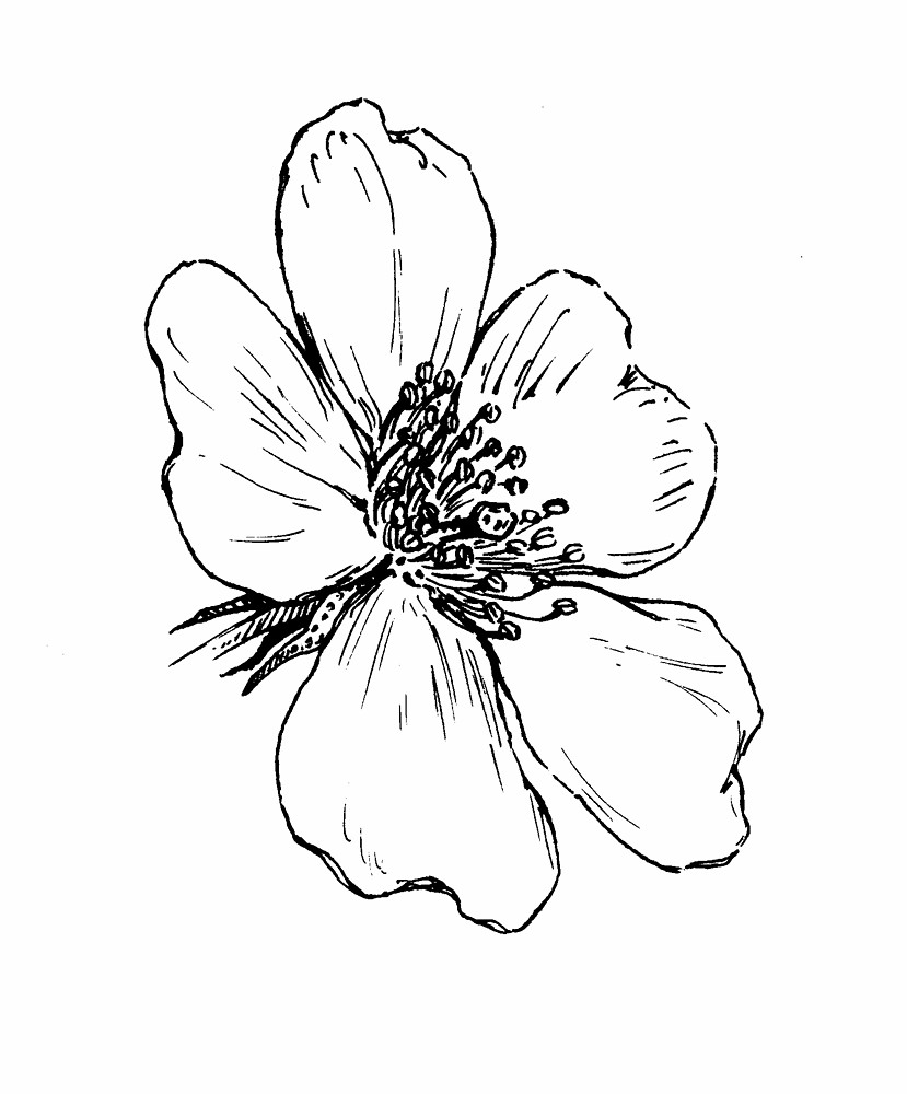 Wild Rose Drawing at GetDrawings Free download