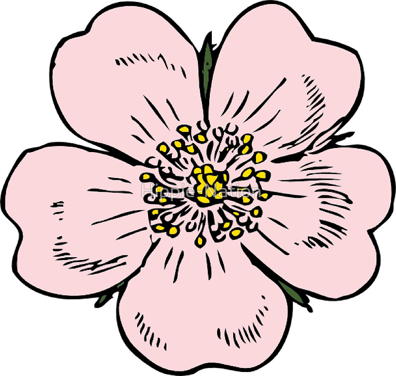 Wild Rose Drawing at GetDrawings Free download