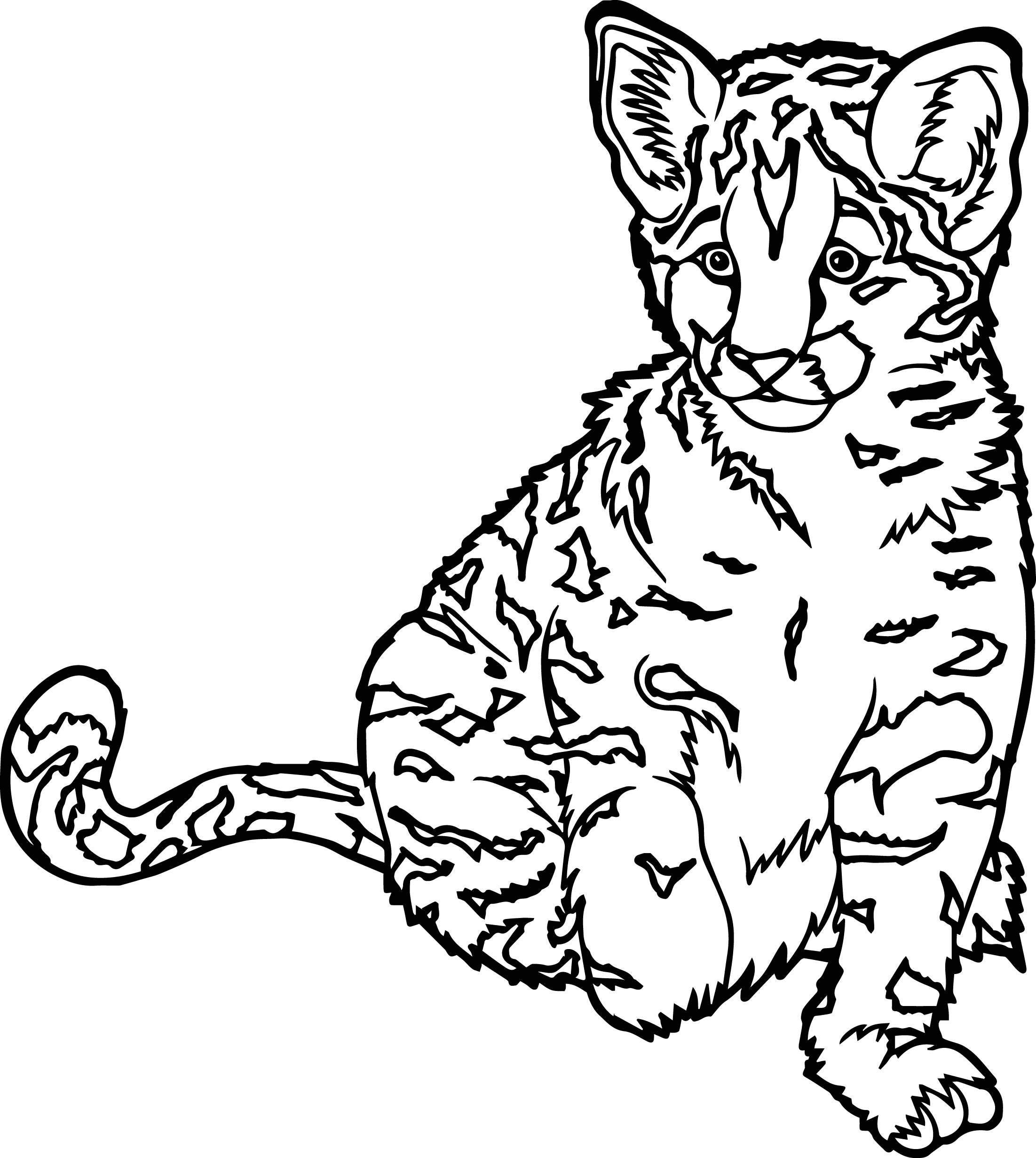 Wildcat Drawing at GetDrawings | Free download