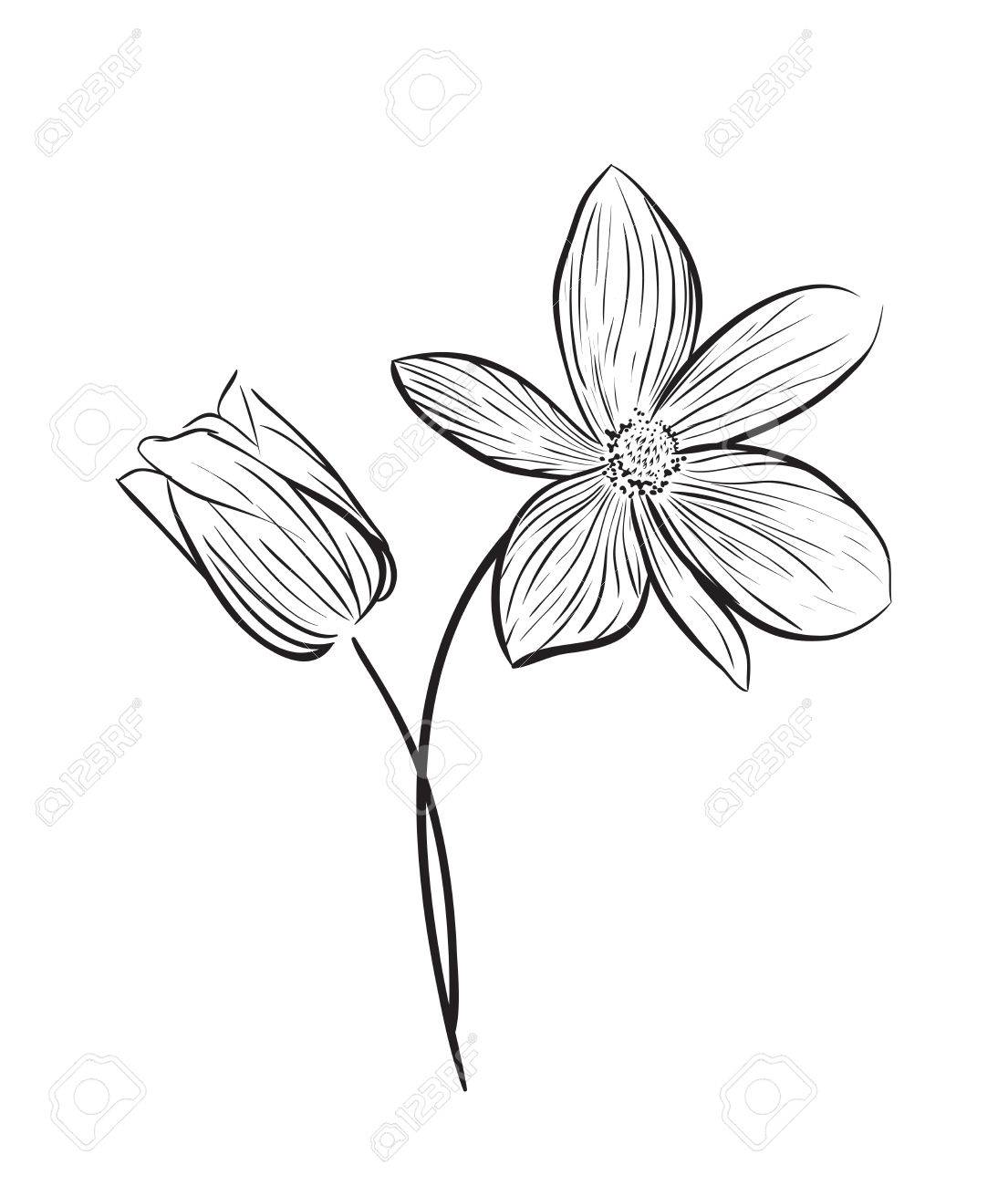 Wildflower Drawing at GetDrawings | Free download