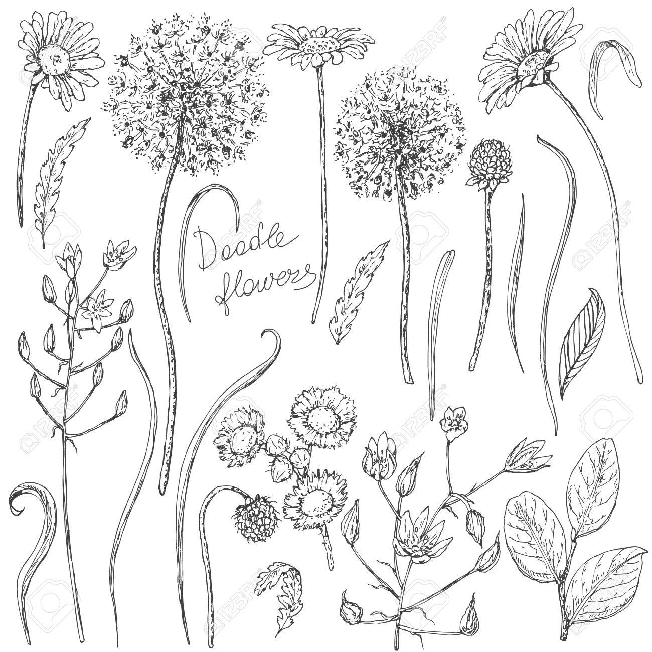 Wildflowers Drawing At Getdrawings 517 