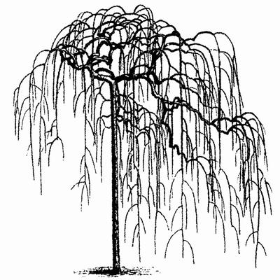 Willow Tree Drawing at GetDrawings | Free download