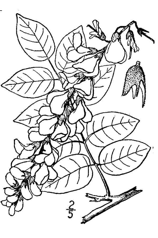 Wisteria Drawing at GetDrawings | Free download