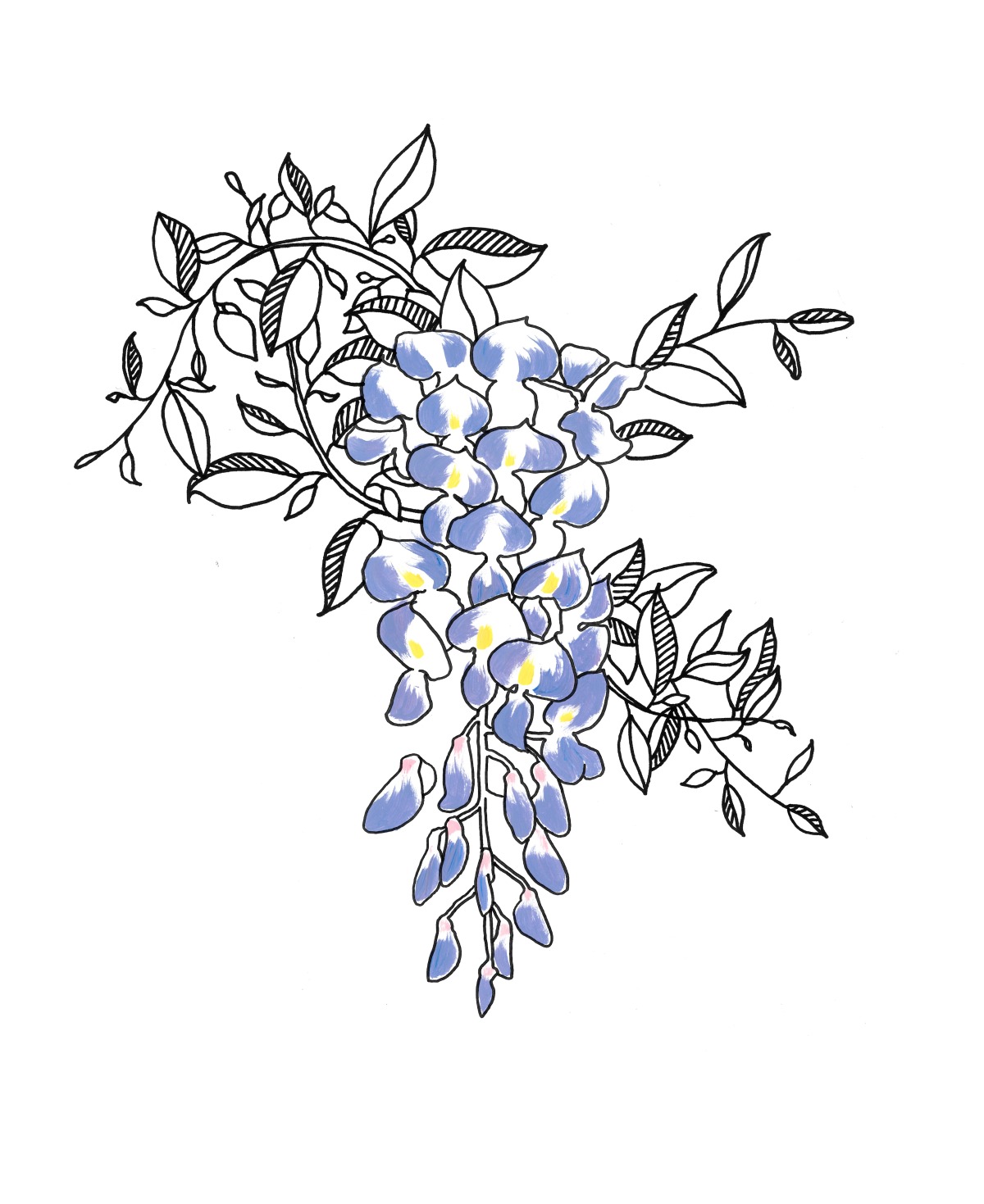 Wisteria Drawing at GetDrawings Free download