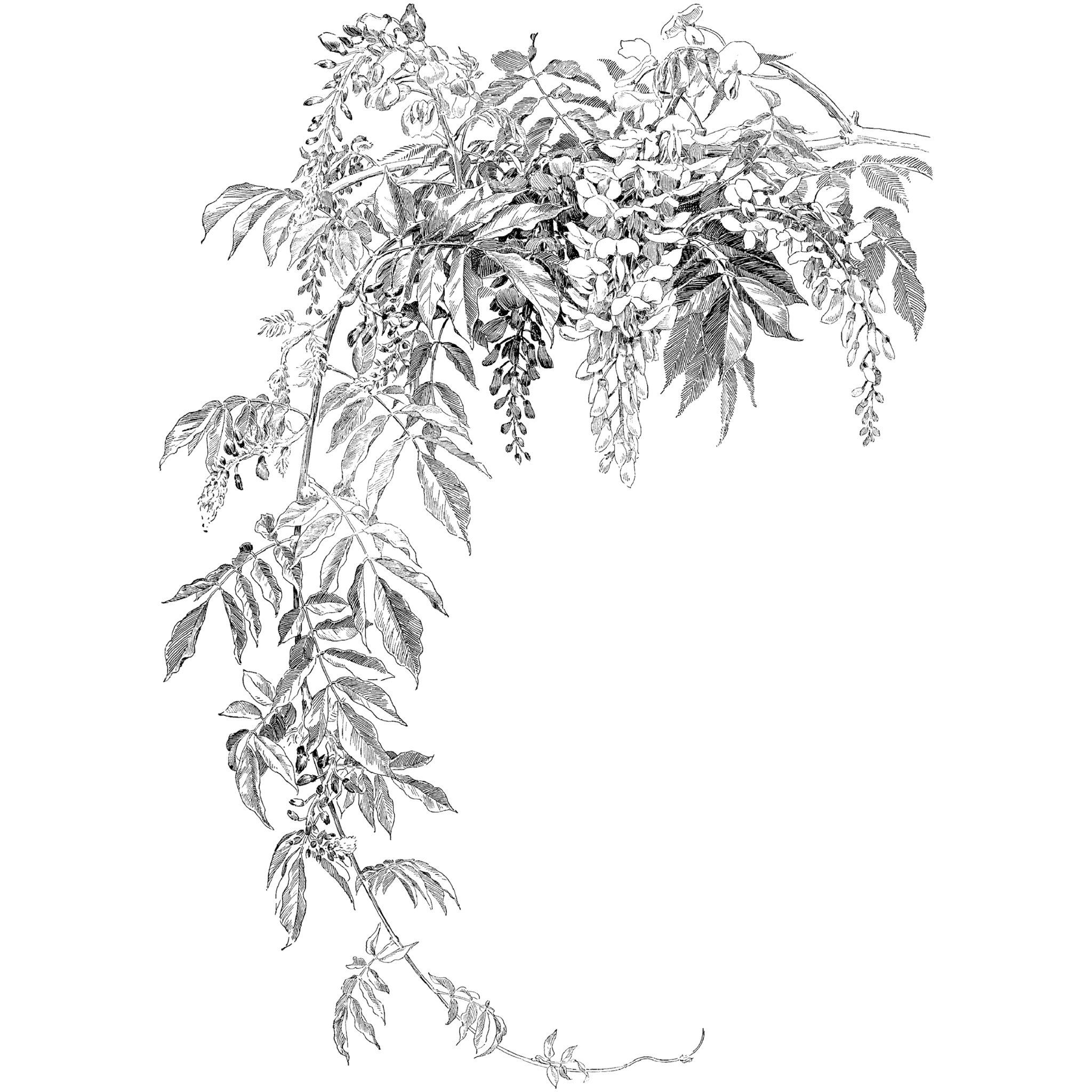 Wisteria Drawing at GetDrawings | Free download