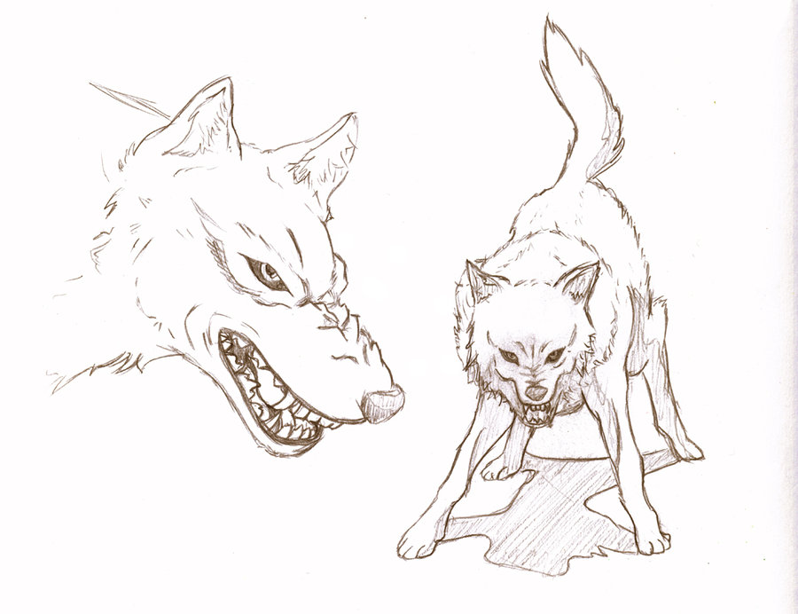 Wolf Anatomy Drawing at GetDrawings | Free download