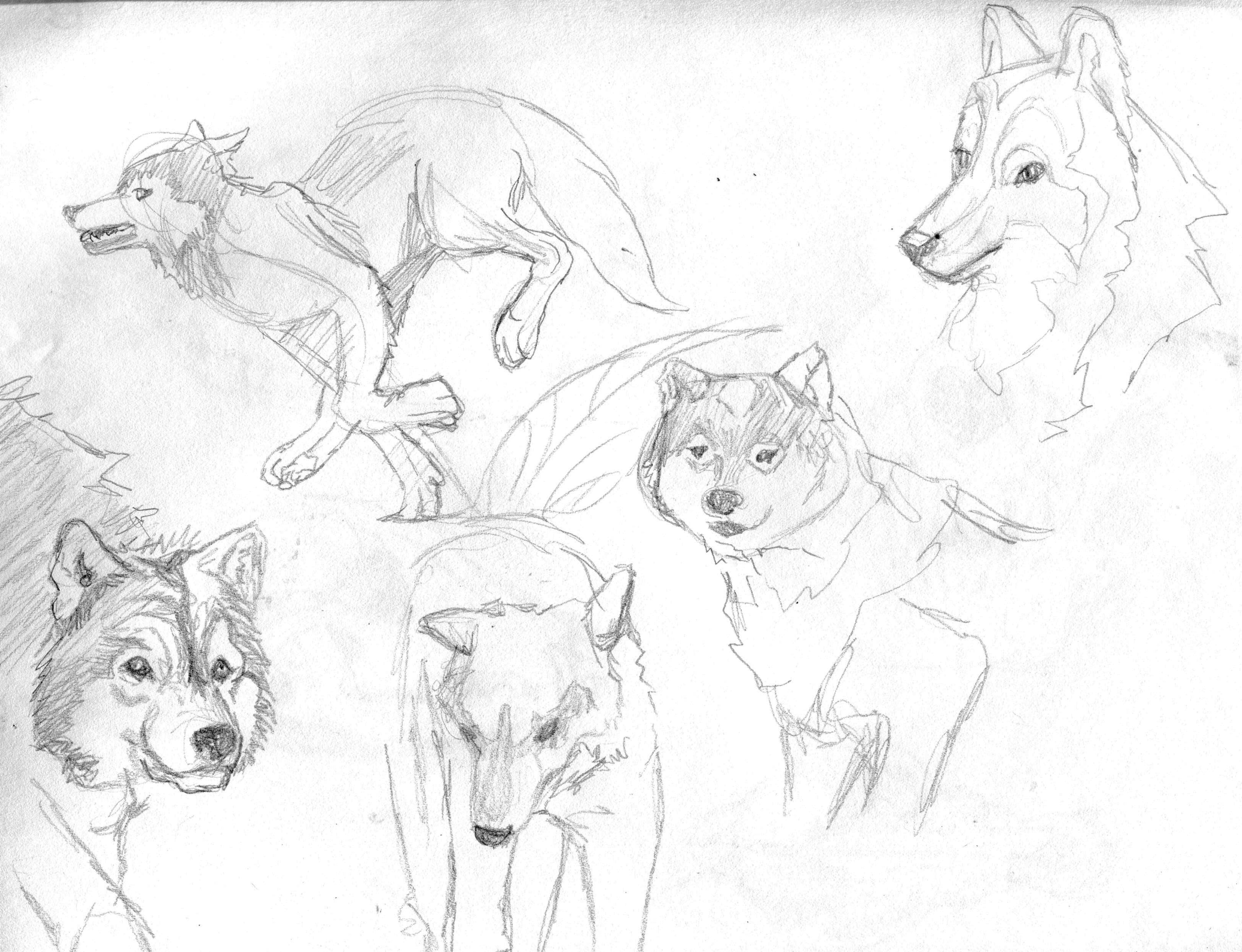 Wolf Anatomy Drawing at GetDrawings | Free download