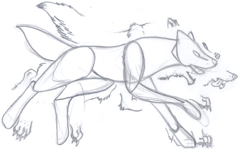 Wolf Anatomy Drawing at GetDrawings | Free download