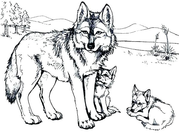 Wolf Cub Drawing at GetDrawings | Free download