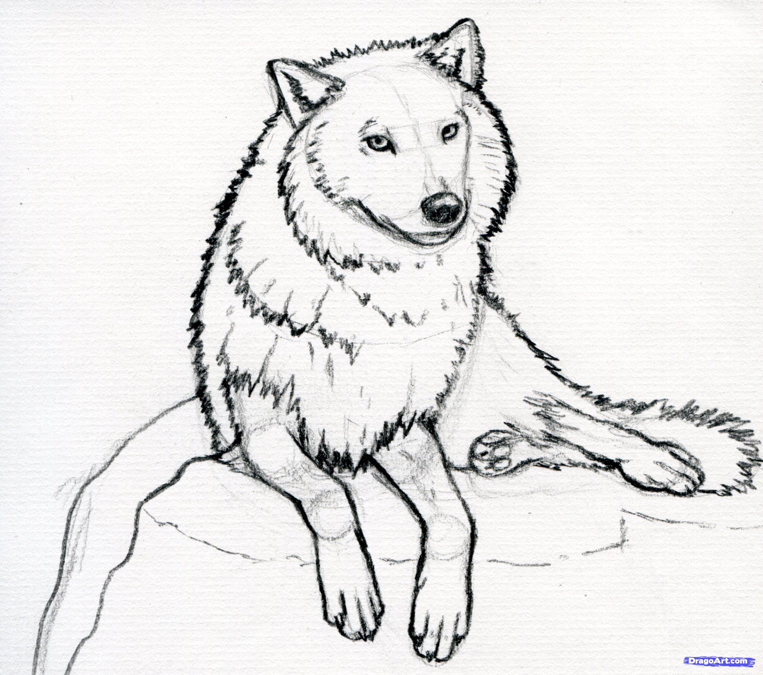 Wolf Drawing Easy at GetDrawings Free download