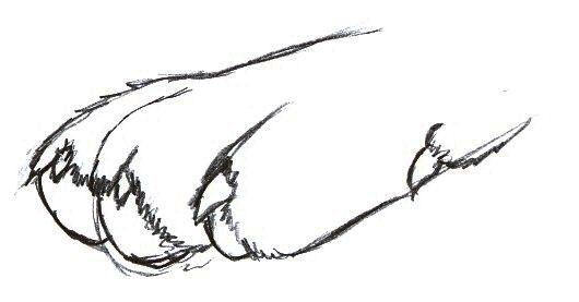 Wolf Paw Drawing at GetDrawings | Free download