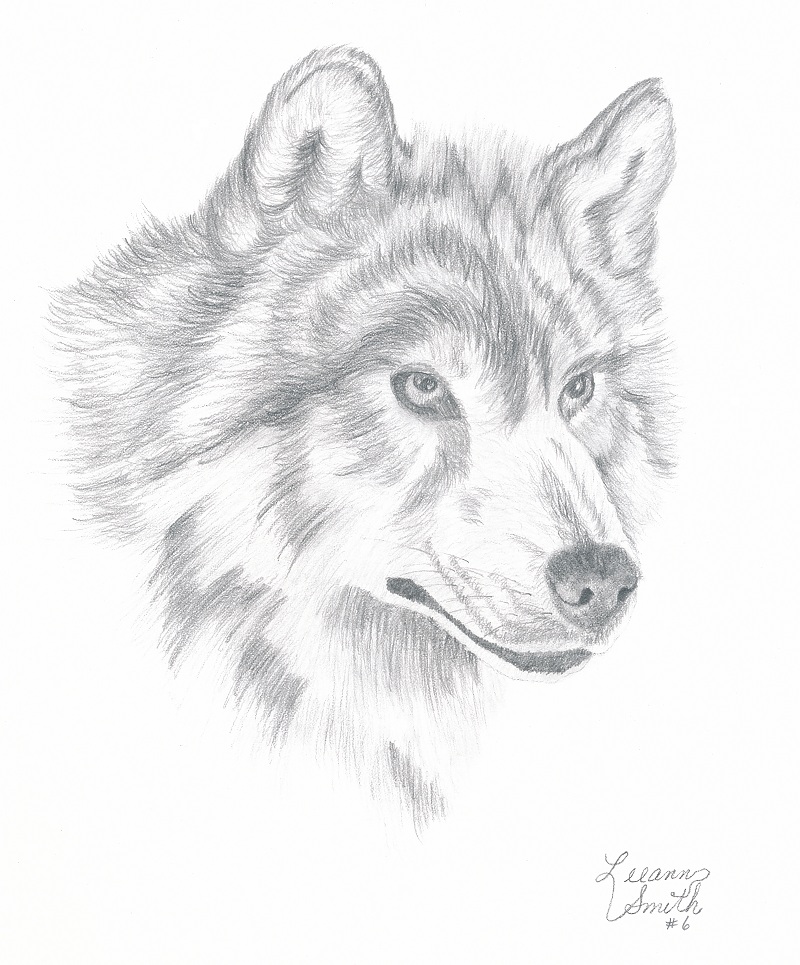 Wolf Pencil Drawing at GetDrawings Free download
