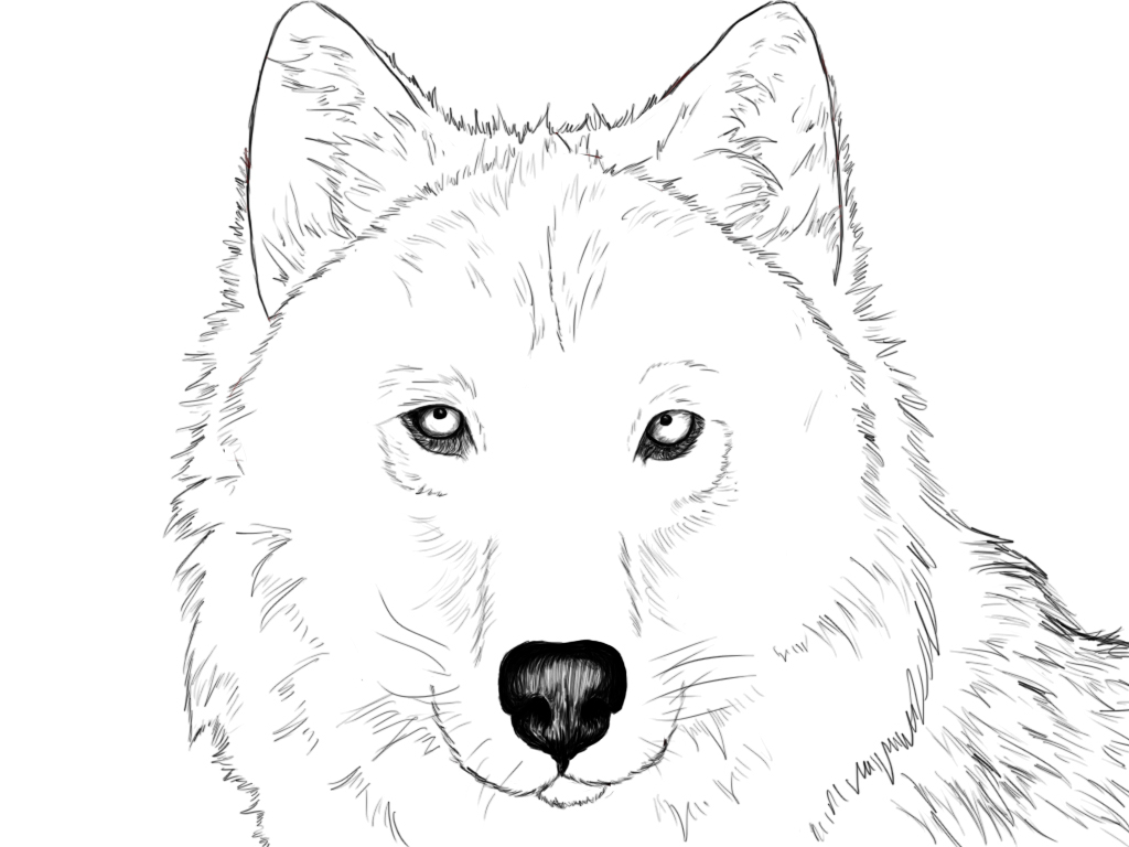 Wolf Simple Drawing at GetDrawings | Free download