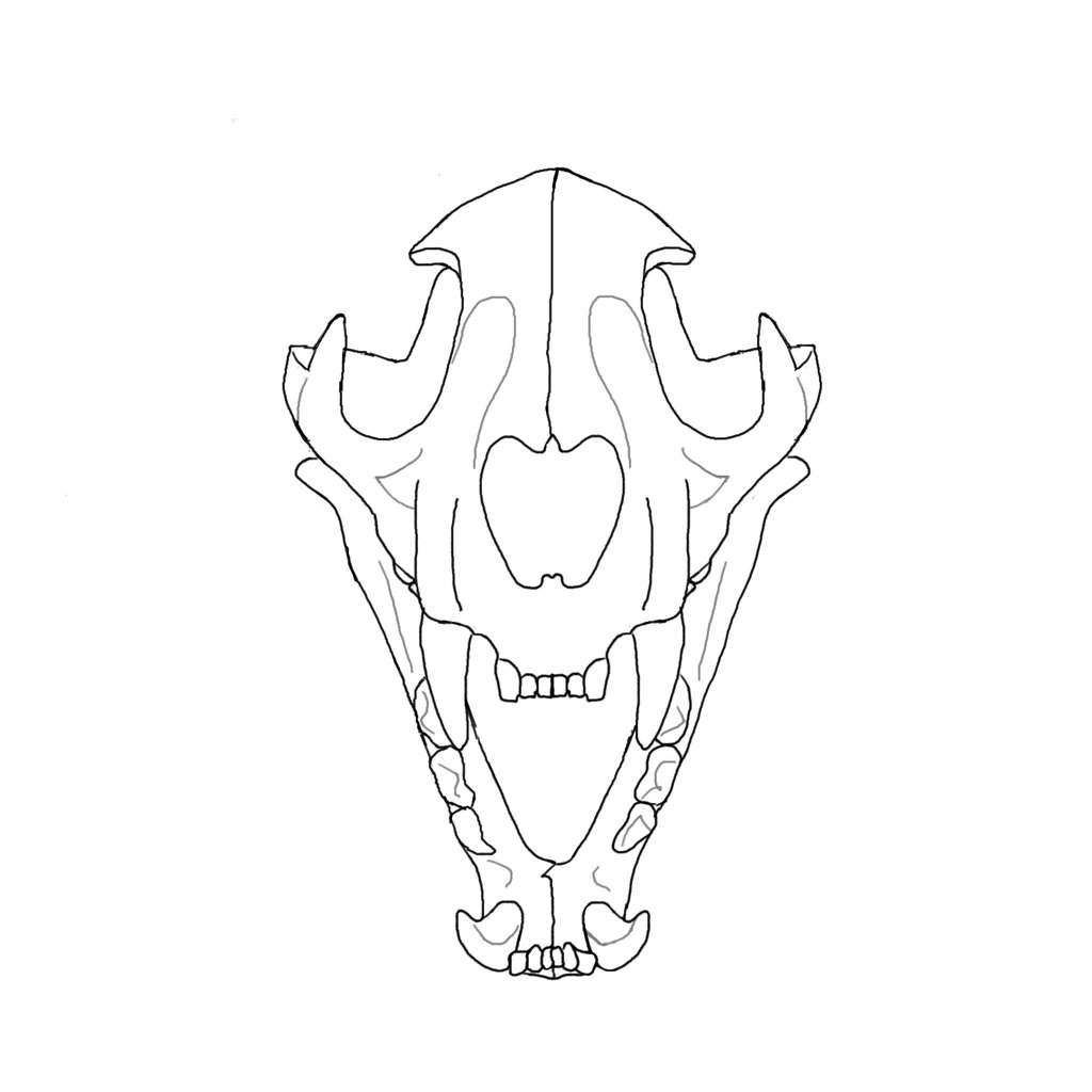 wolf skull drawing 15