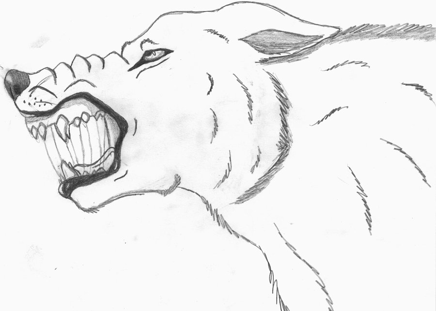 Wolf Snarling Drawing : A side view of a snarling wolf grr! 