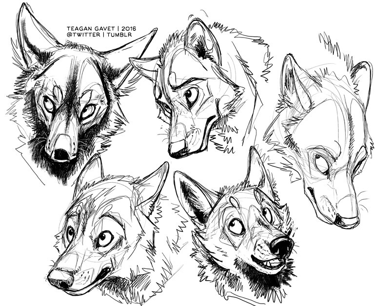 Wolf Teeth Drawing at GetDrawings Free download