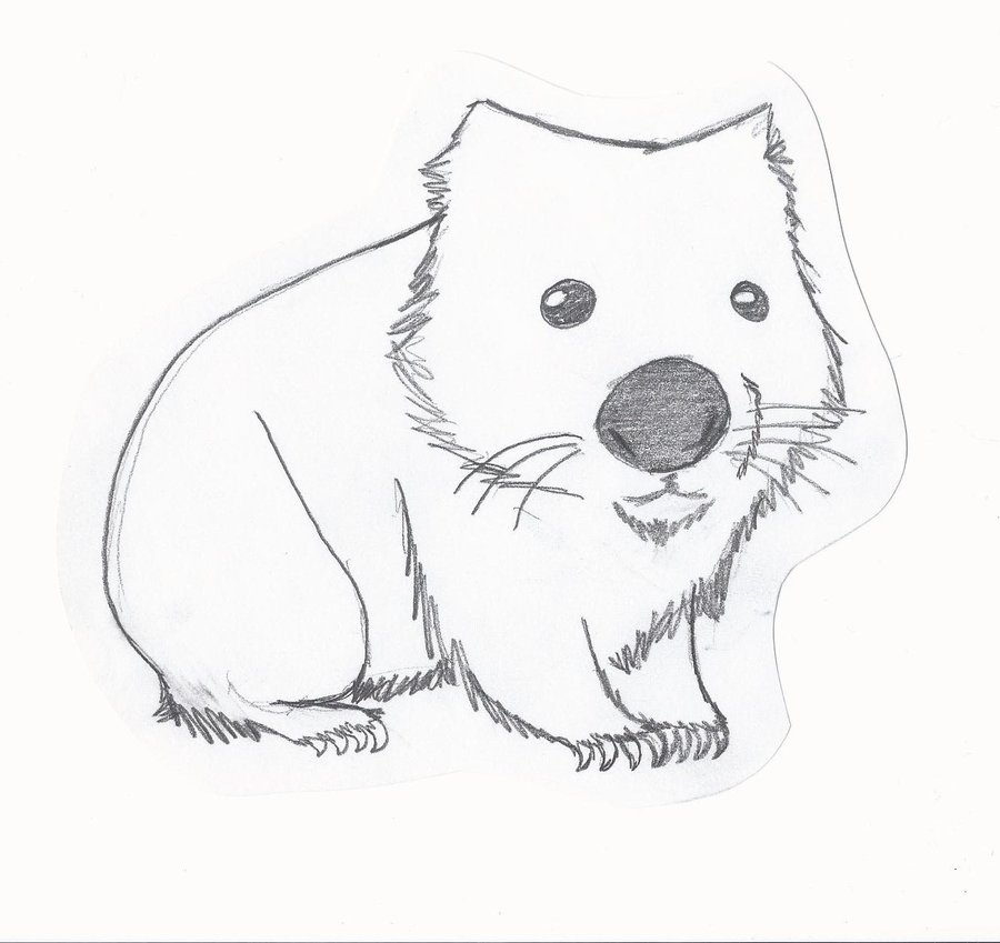 Wombat Drawing at GetDrawings | Free download