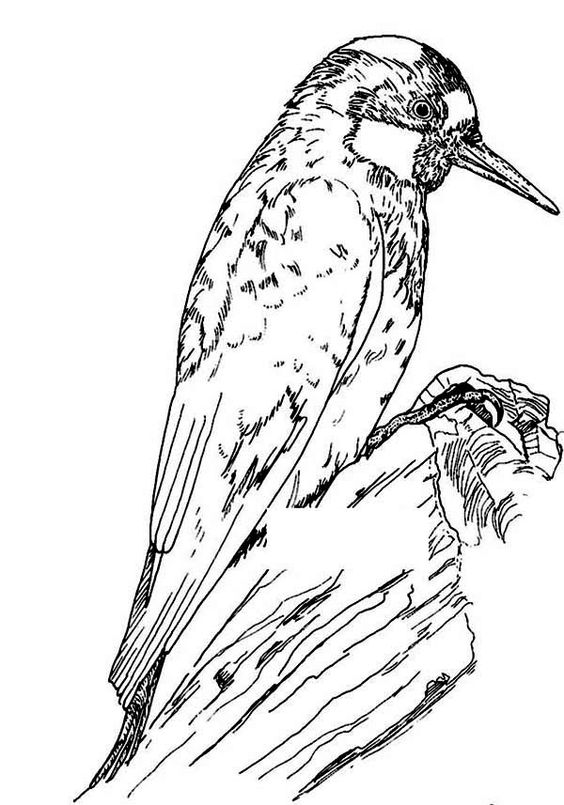 Woodpecker Drawing at GetDrawings | Free download