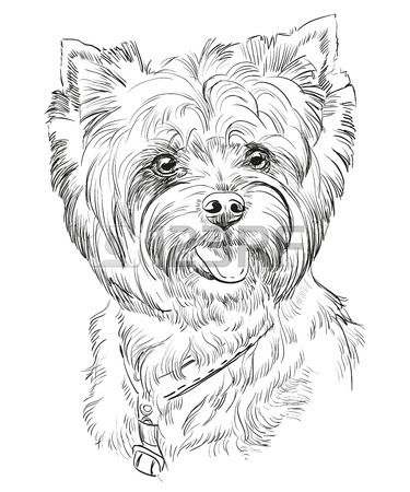 Yorkshire Terrier Drawing at GetDrawings | Free download