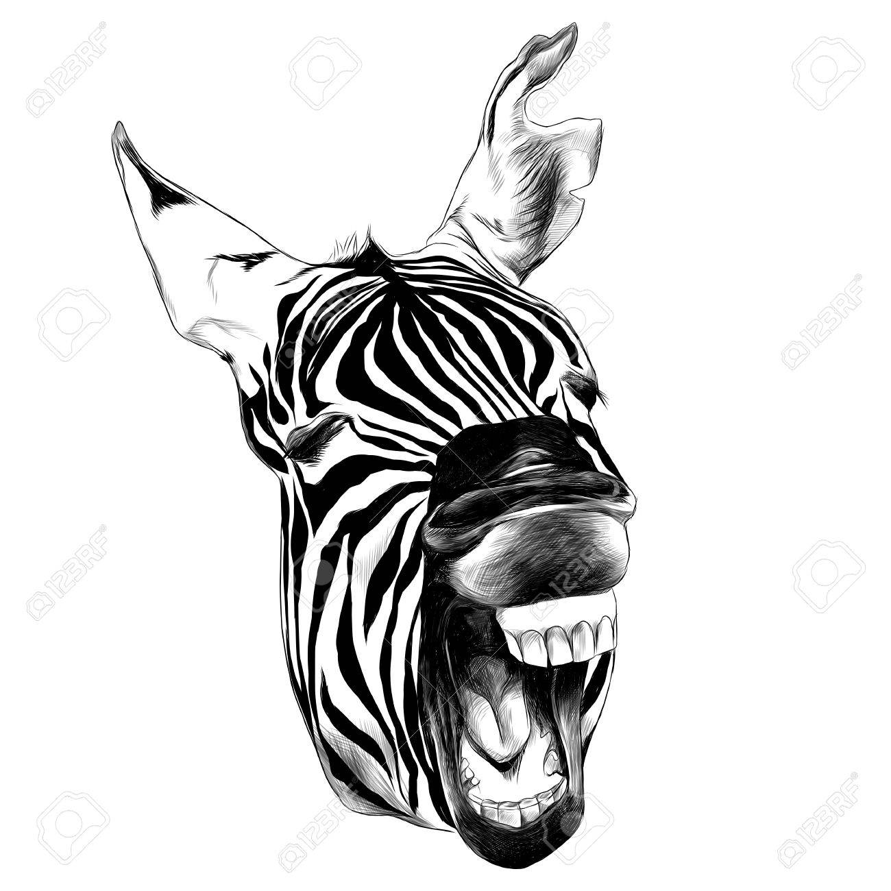 Zebra Face Drawing at GetDrawings Free download