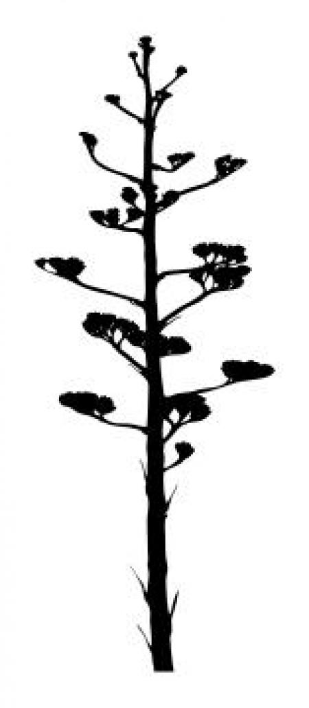 Agave Silhouette at GetDrawings | Free download