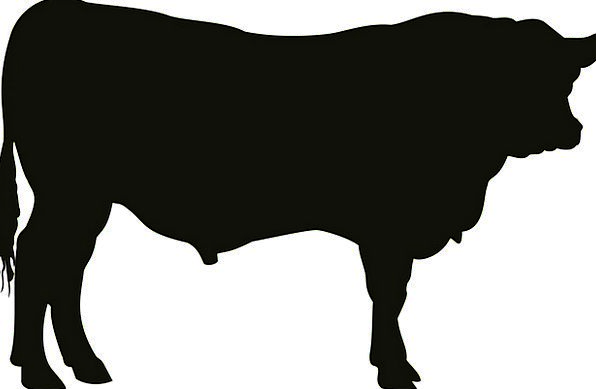 Angus Cow Silhouette at GetDrawings | Free download