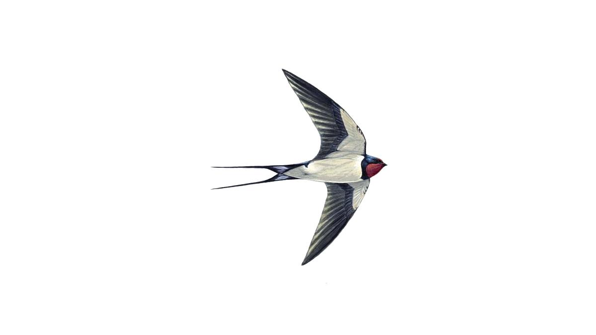 Two swallow