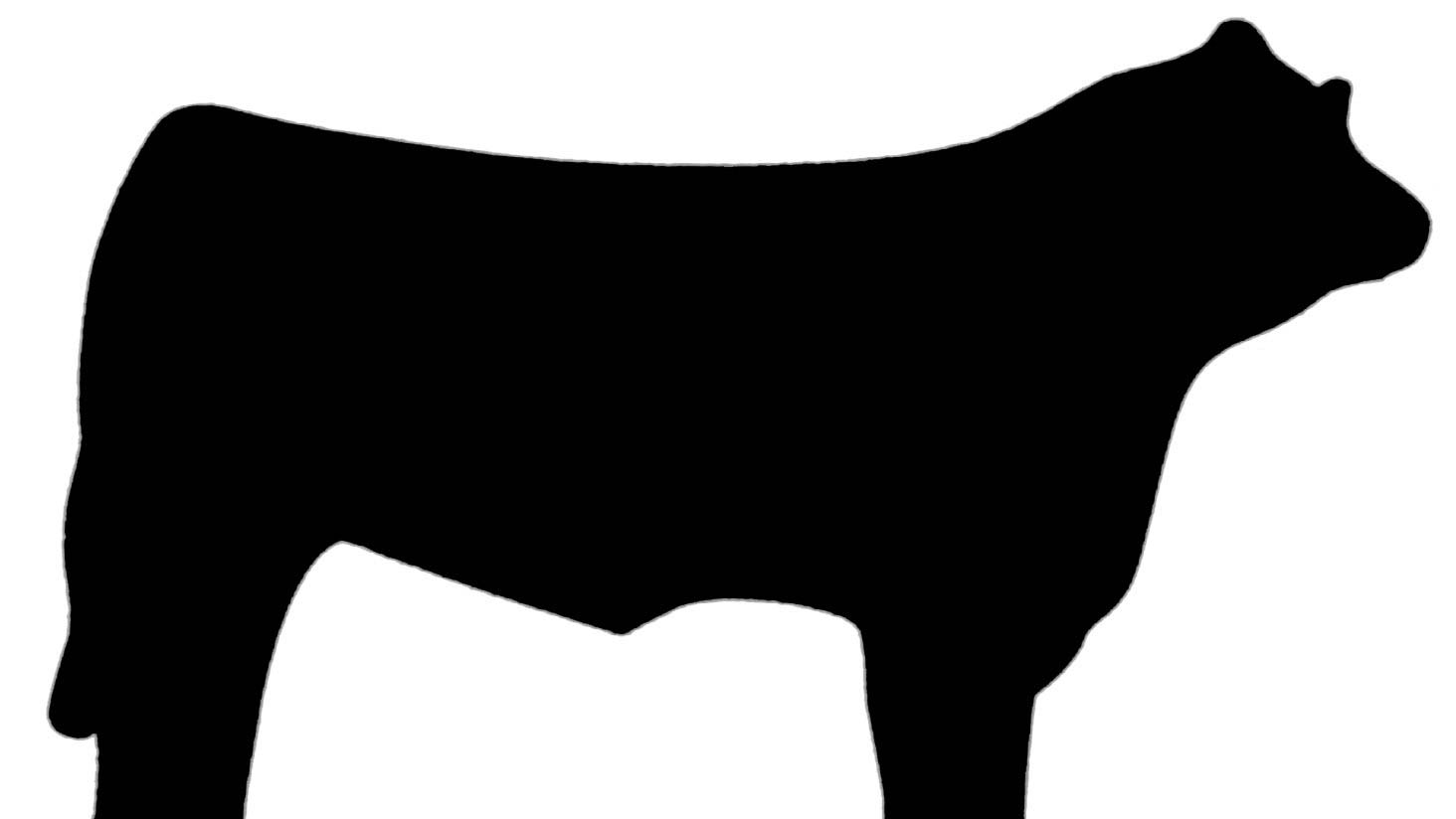 Beef Cattle Silhouette At Getdrawings 