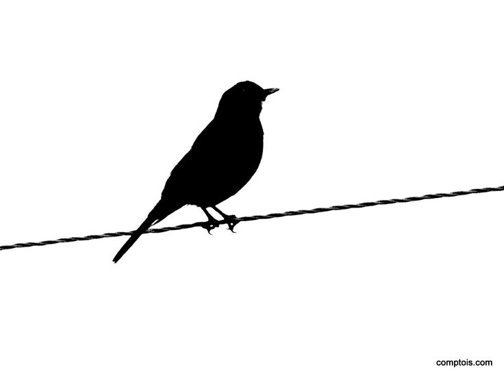 Bird Drawing Outline At Getdrawings Free Download