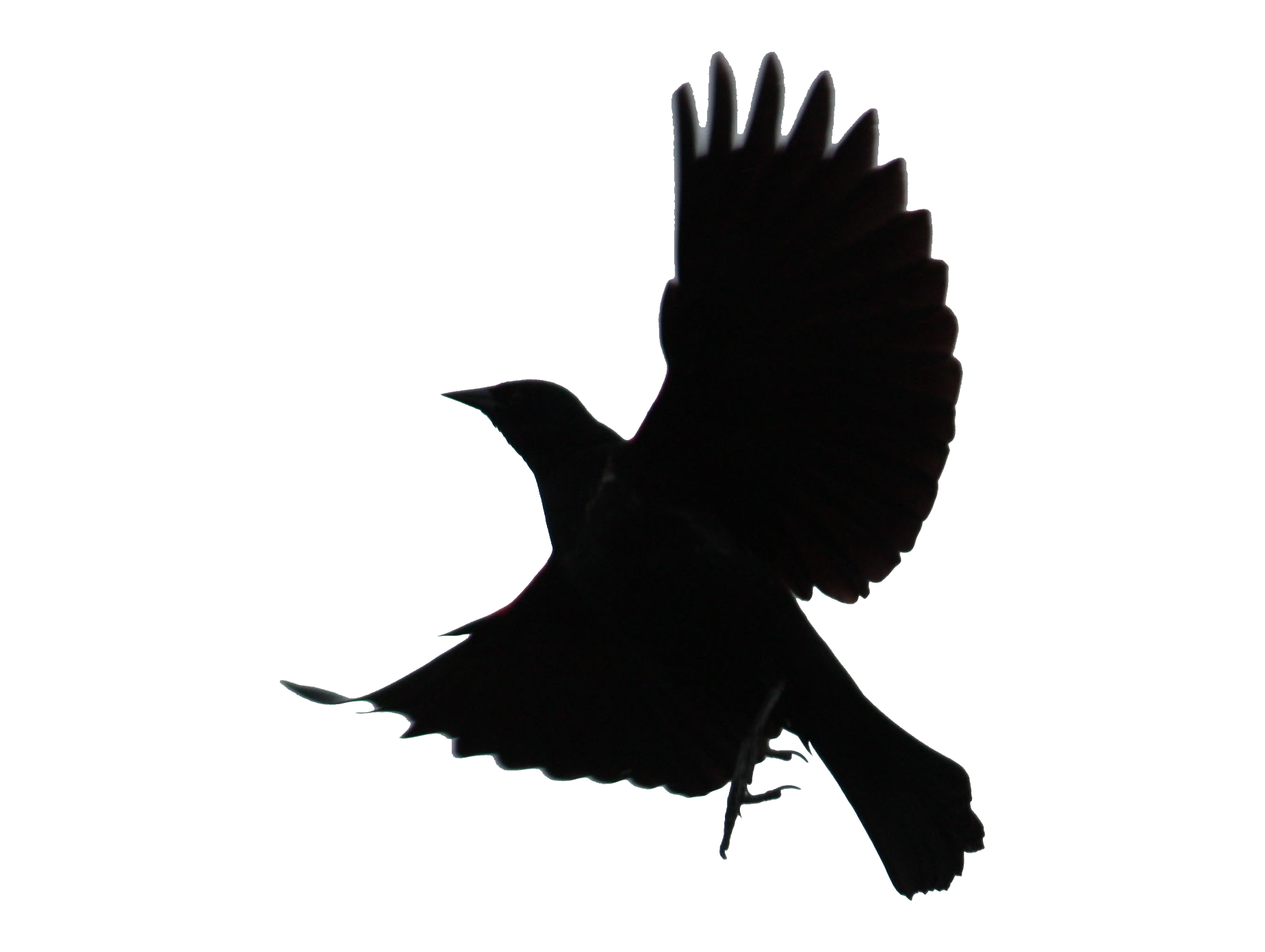 Black Bird Silhouette at GetDrawings | Free download