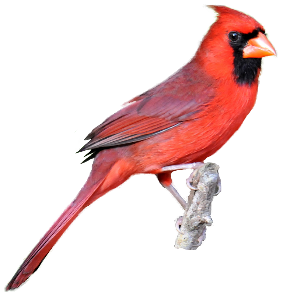 red-cardinal-drawing-at-getdrawings-free-download