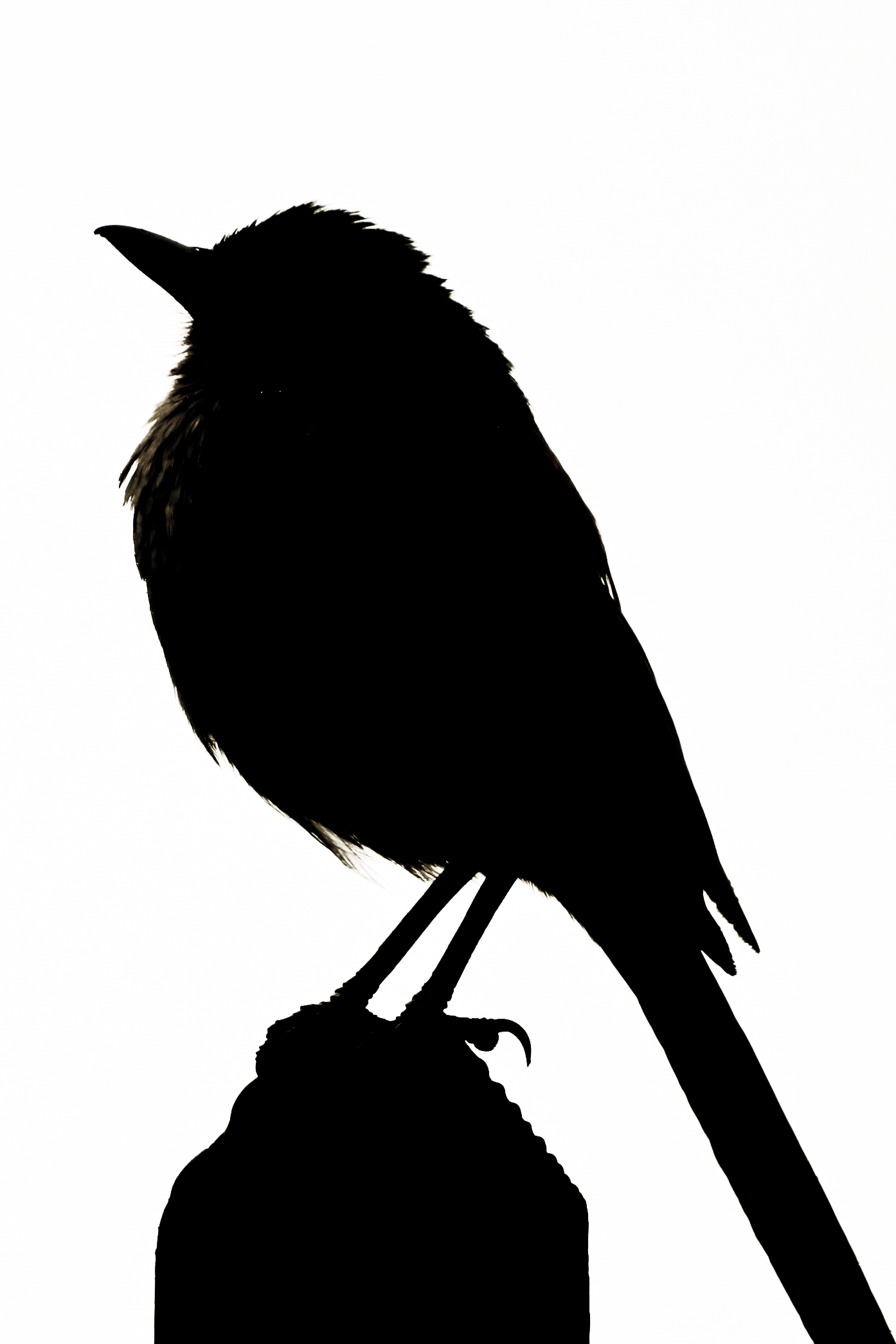 Cardinal Bird Silhouette At Getdrawings Free Download