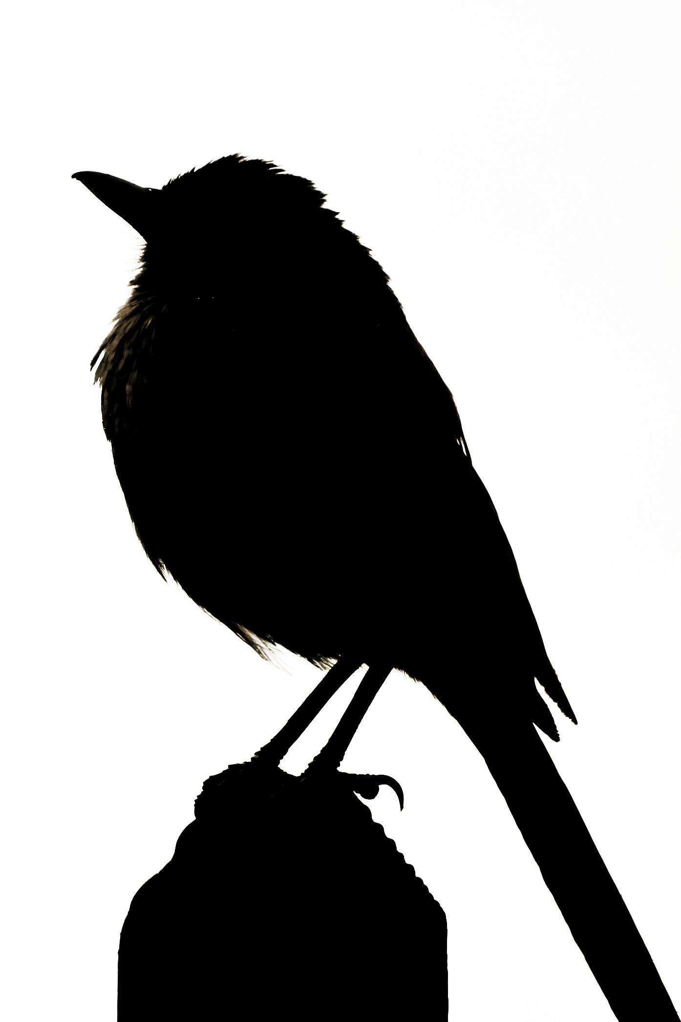 Cardinal Bird Silhouette at GetDrawings | Free download