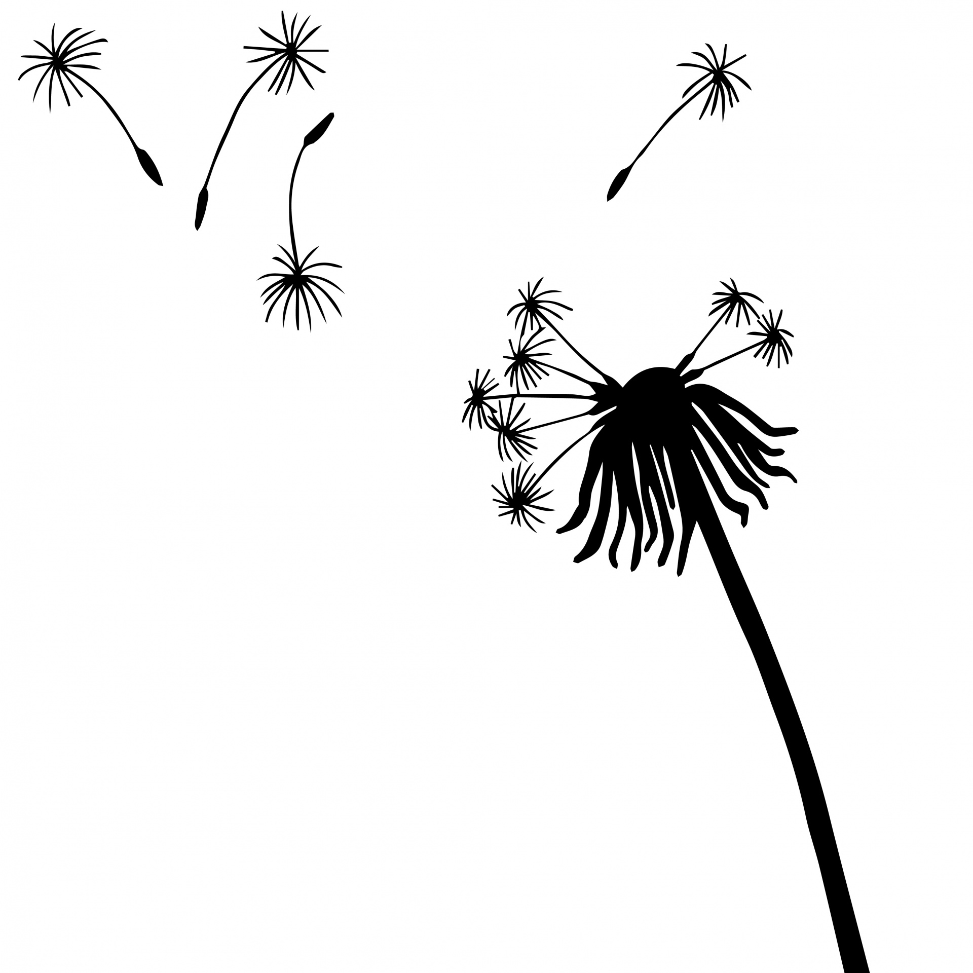 dandelion illustration vector free download
