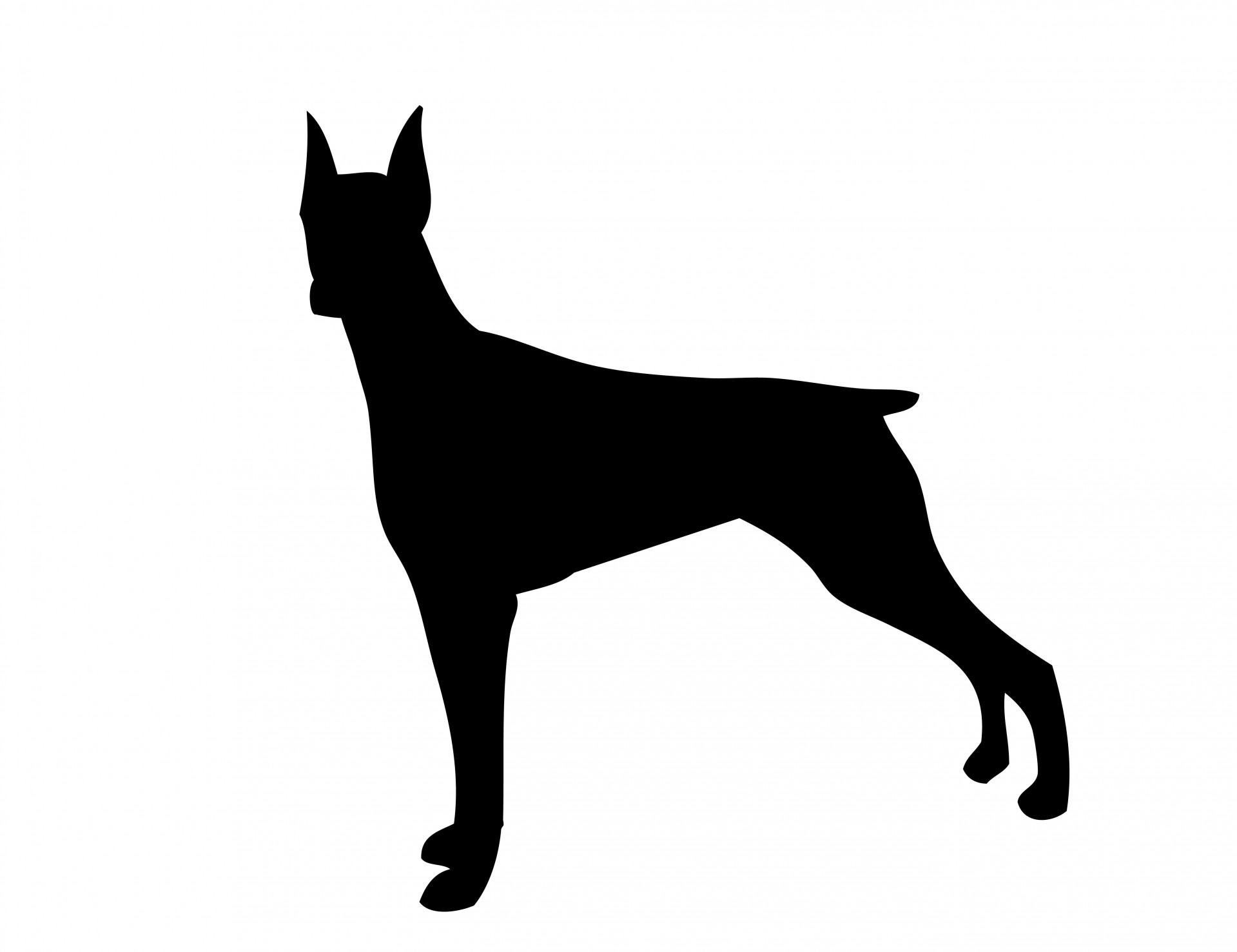 Черная собака на белом фоне рисунок