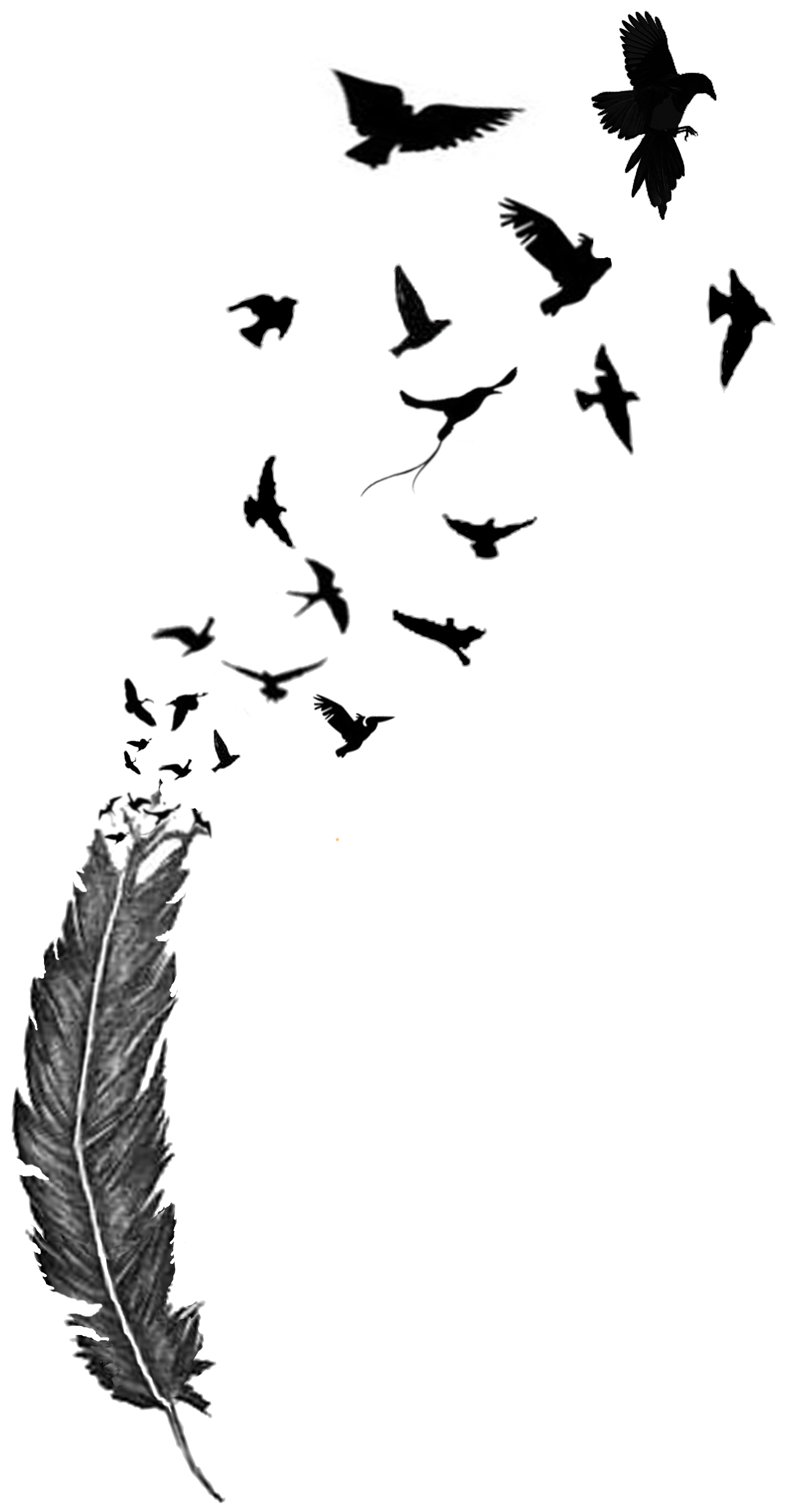 Eagle Feather Silhouette at GetDrawings | Free download