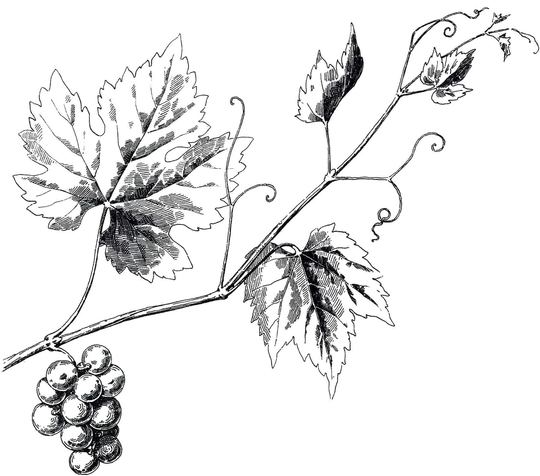 grape-vine-silhouette-at-getdrawings-free-download