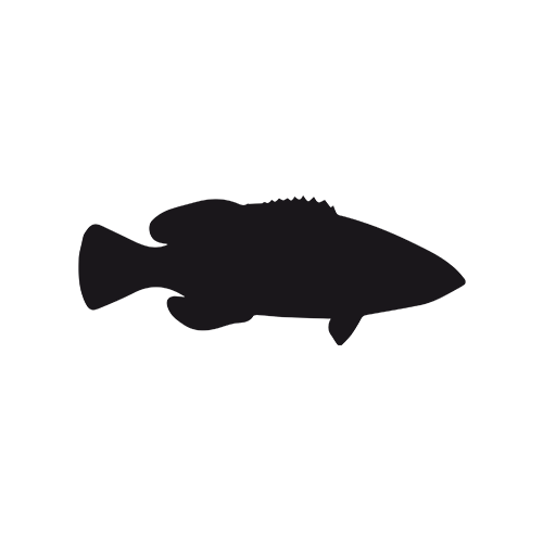 Grouper Silhouette At Getdrawings 