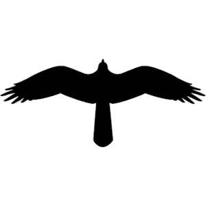 Hawk Silhouette Vector at GetDrawings | Free download