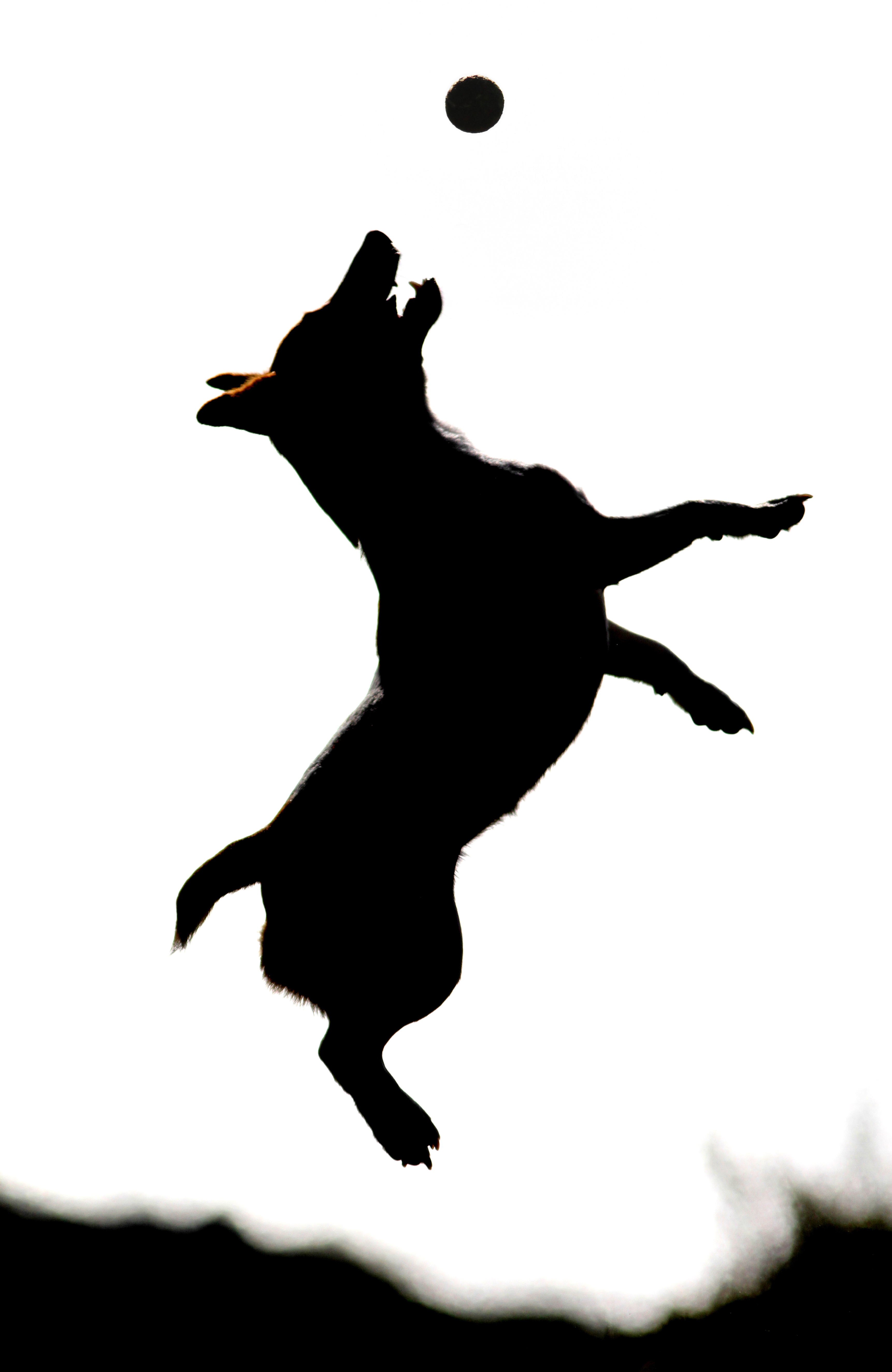 Силуэт собаки в прыжке