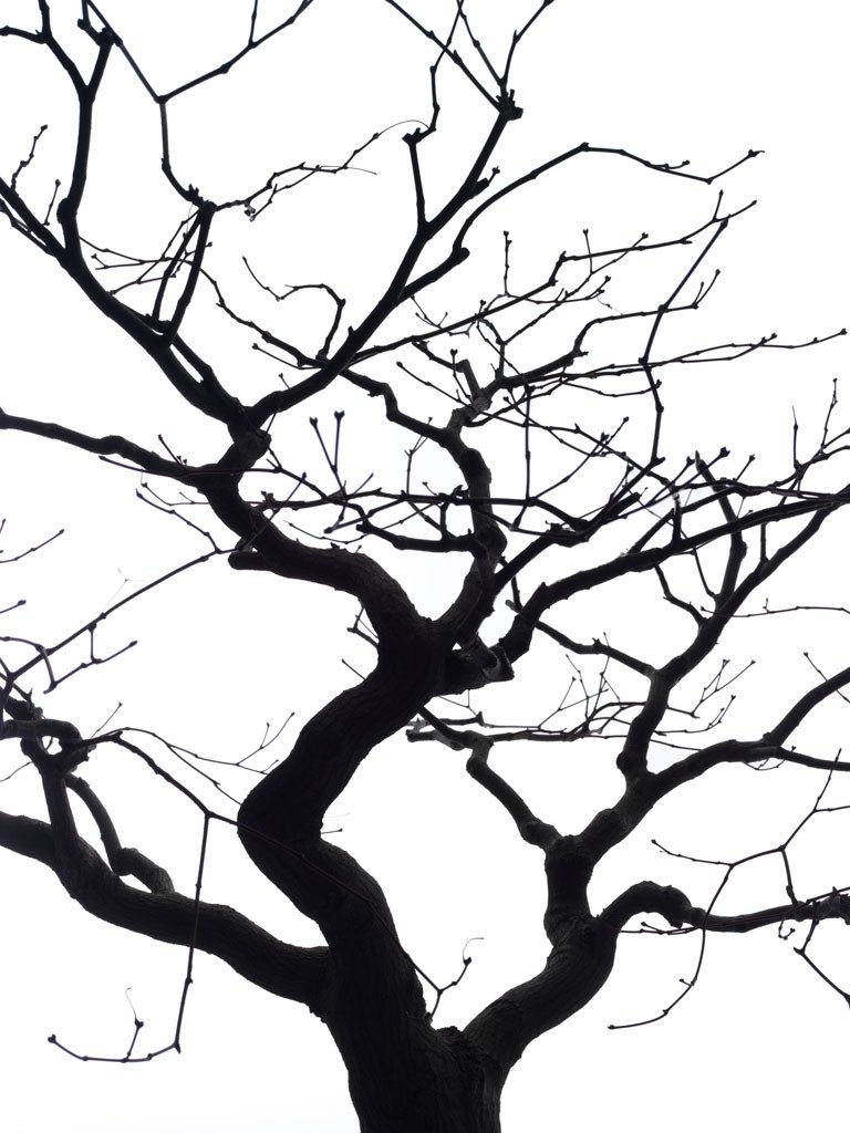 Japanese Tree Silhouette at GetDrawings | Free download