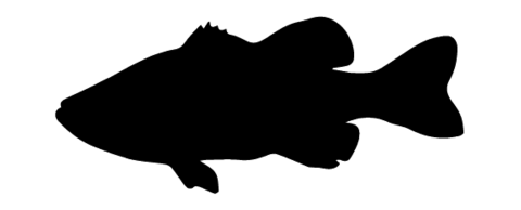bass silhouette smallmouth fishing getdrawings