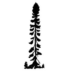 Spruce Tree Silhouette at GetDrawings | Free download