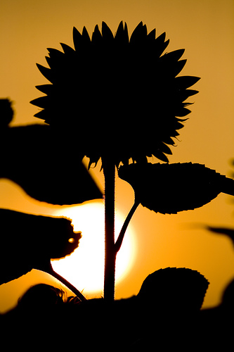 Download Sunflower Silhouette at GetDrawings | Free download