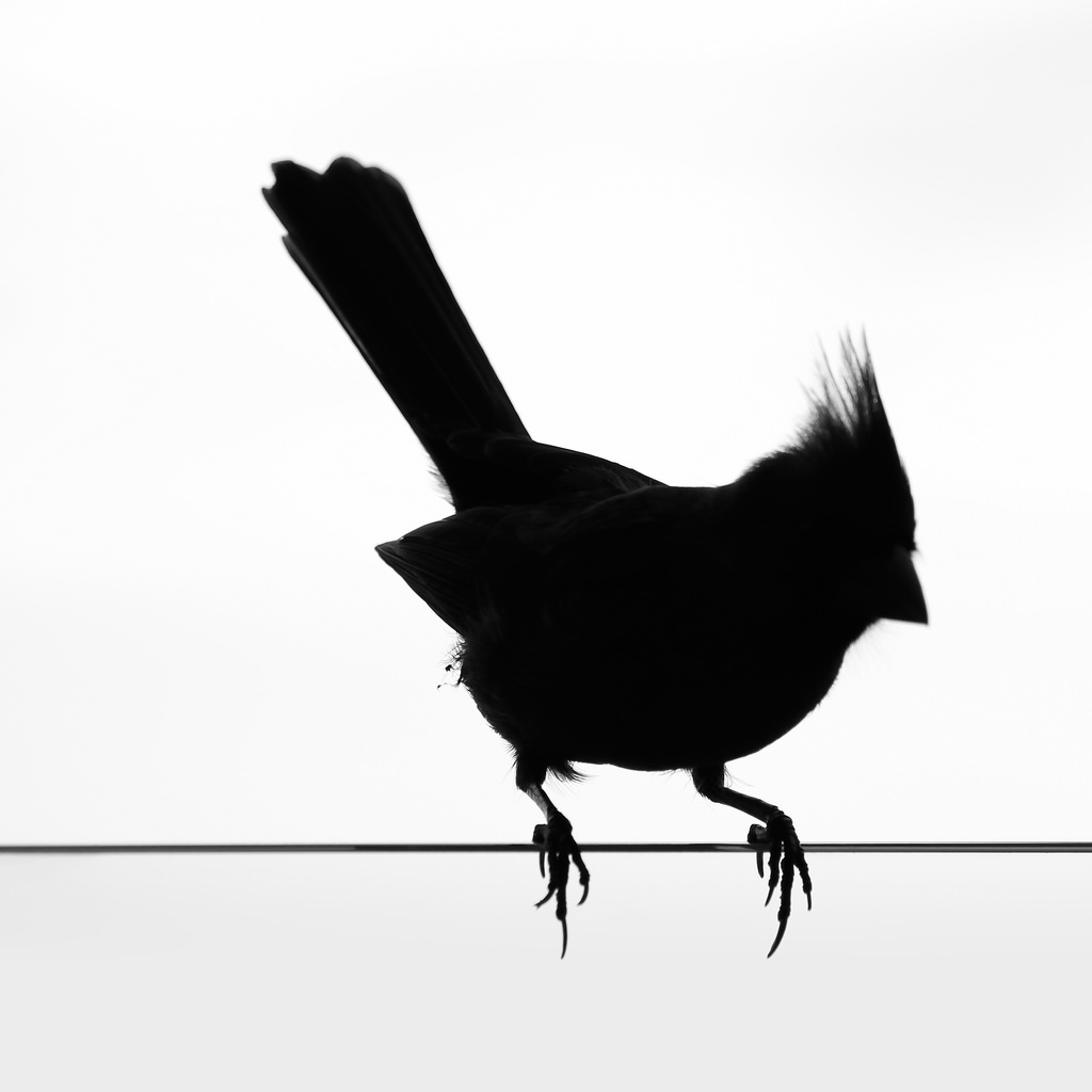 The Best Free Cardinal Silhouette Images. Download From 111 Free ...