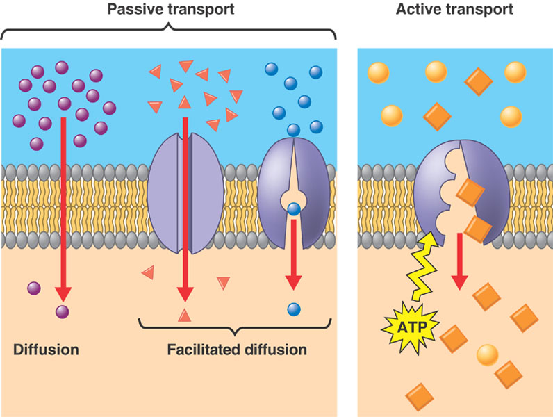 Ap Biology Cell Membrane Transport Drawing Project at GetDrawings