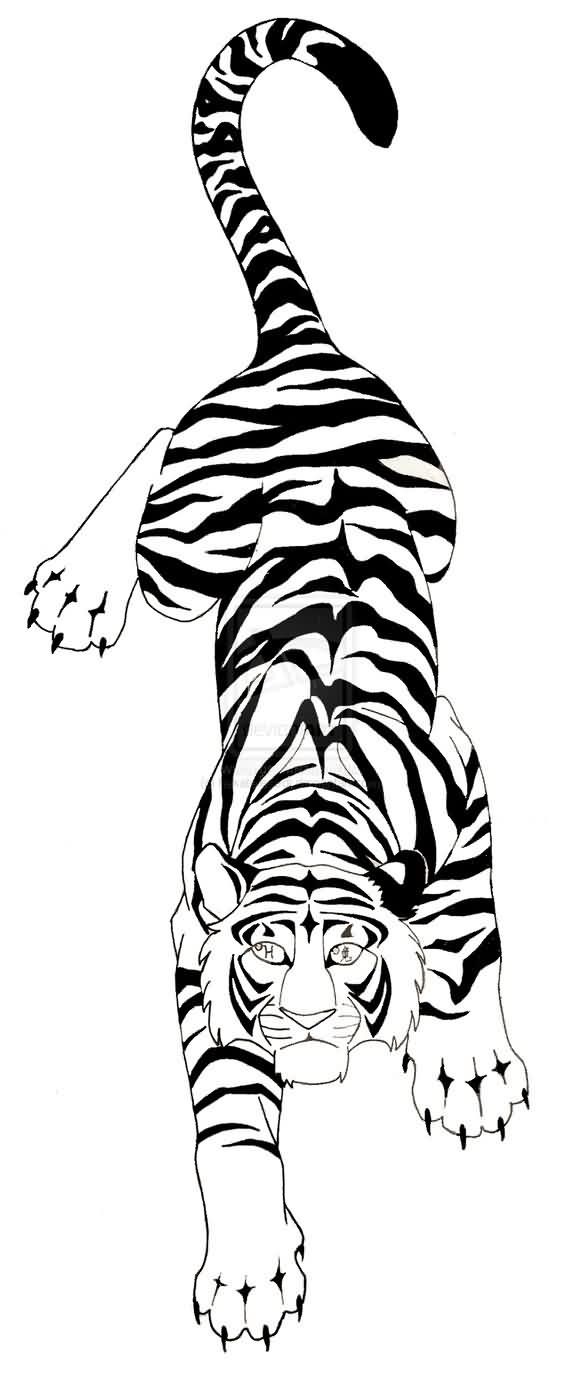 Asian Tiger Drawing at GetDrawings | Free download