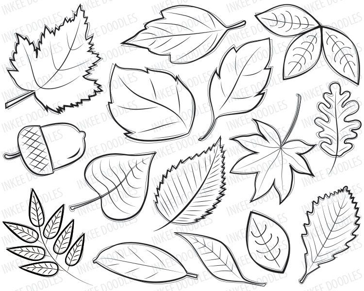 Autumn Leaf Outline Drawing at GetDrawings Free download