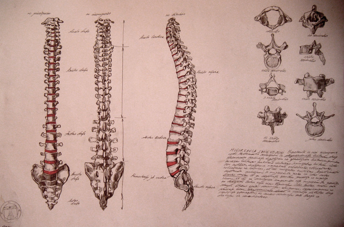 Backbone Drawing at GetDrawings Free download