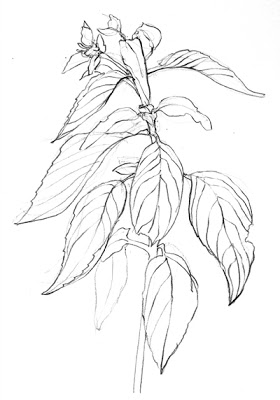 Basil Plant Drawing at GetDrawings | Free download